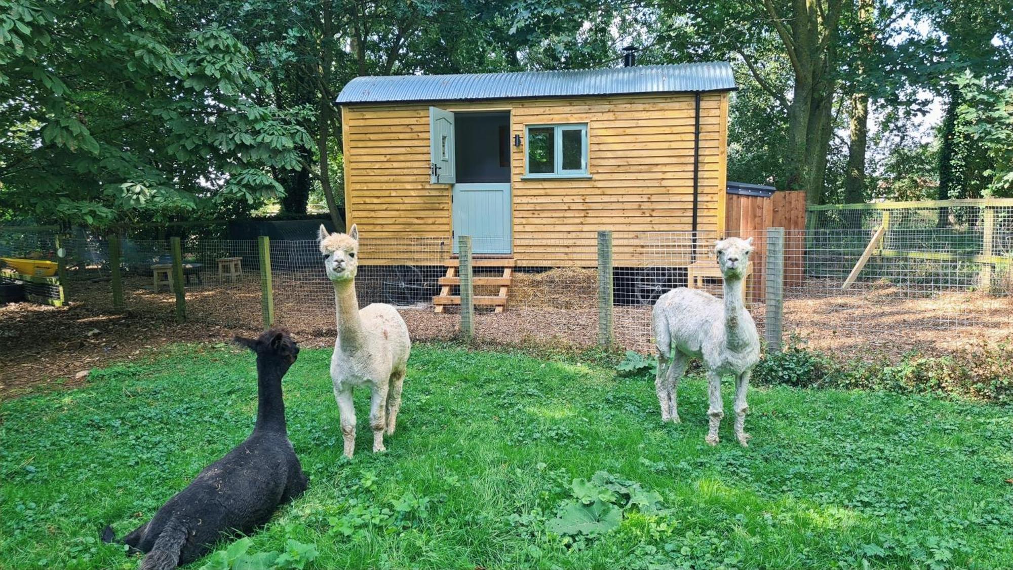 Horsley Hale Farm Glamping 호텔 엘리 외부 사진