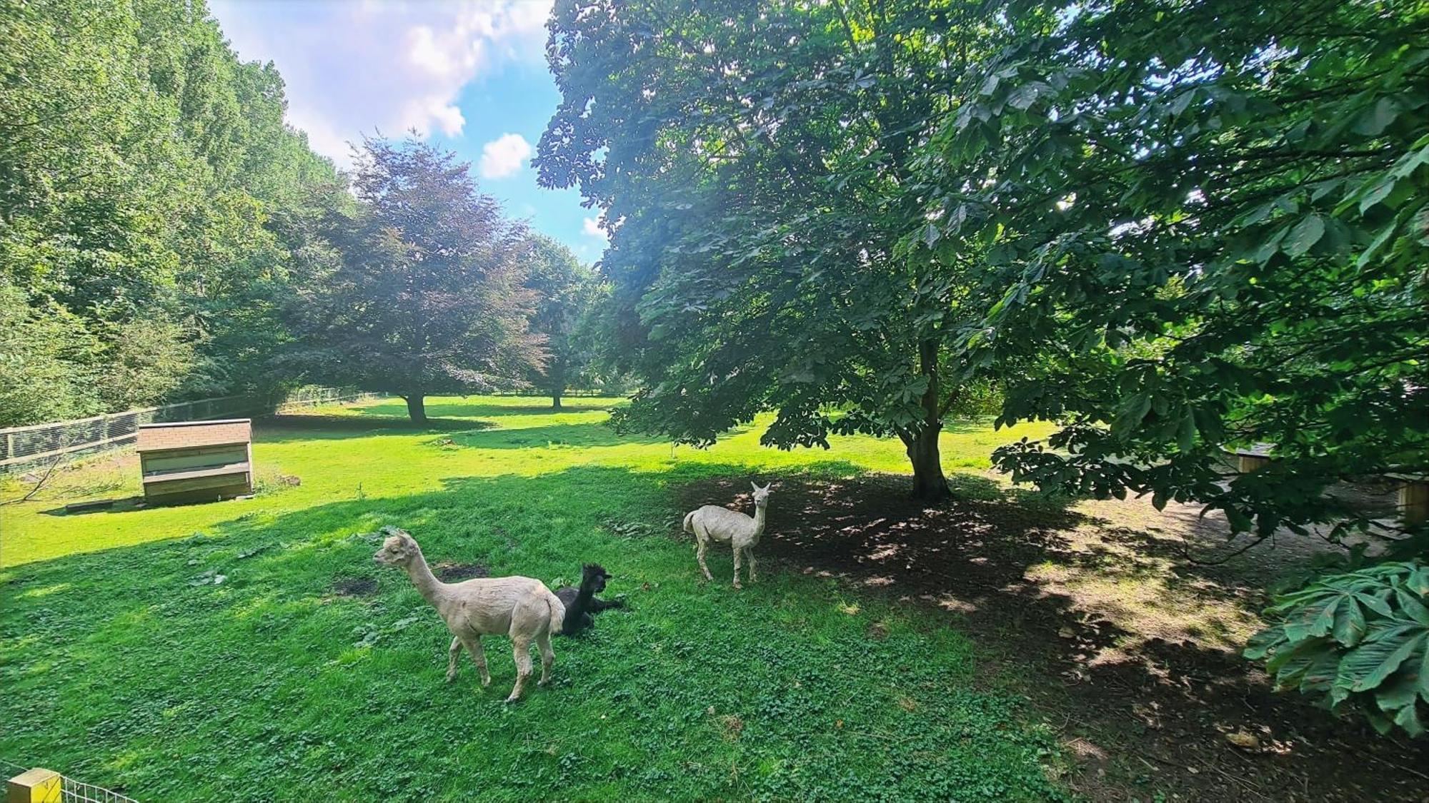 Horsley Hale Farm Glamping 호텔 엘리 객실 사진